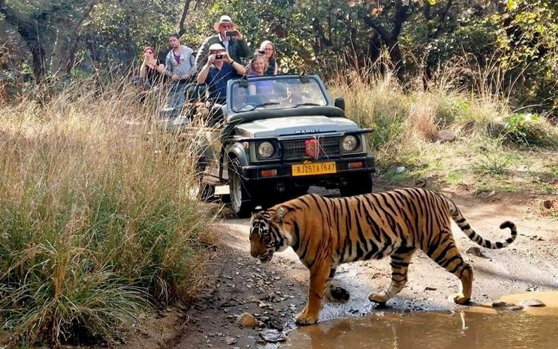 Ranthambore Safari