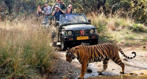 Ranthambore_Jungle_Safari Ranthambore_Jungle_Safari